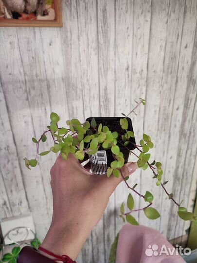 Комнатные цветы,эписции, колеусы