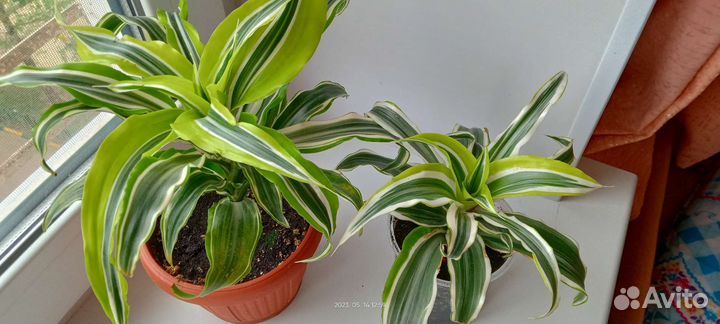 Драцена вариегатная, сортовая