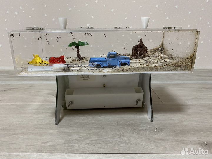 Муравьиная ферма с муравьями Формикарий