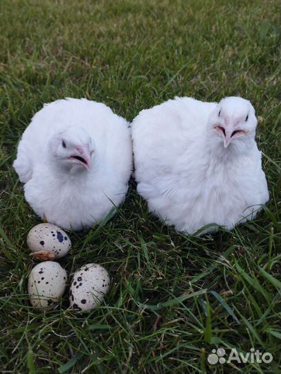 Яйца мясо перепелов