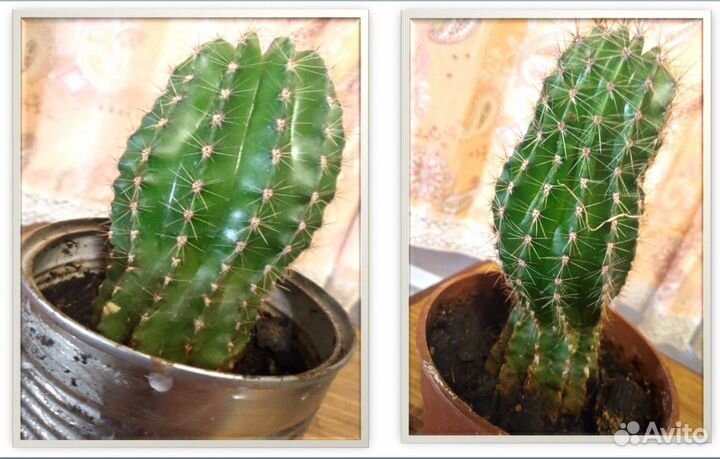 Домашние растения. Инструмент ухода и полива