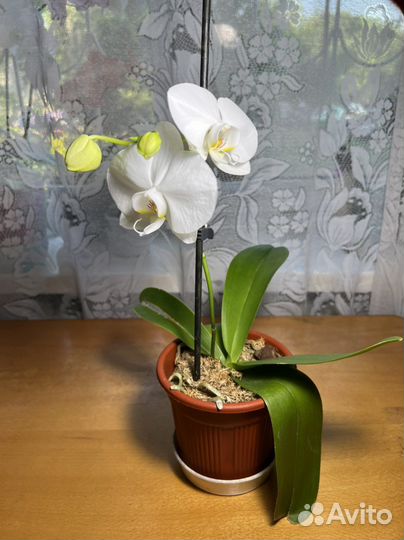 Орхидея фаленопсис детка