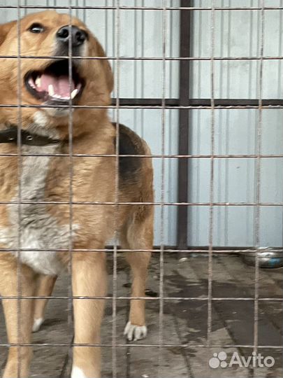 Крупная Собака в добрые руки