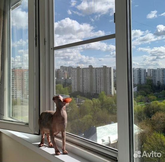 Москитная сетка Антикошка