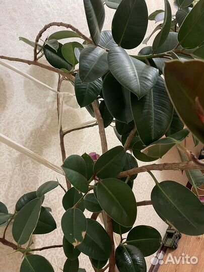 Большой фикус