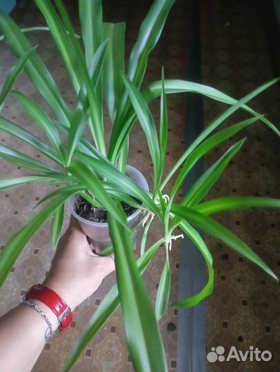 Хлорофитум