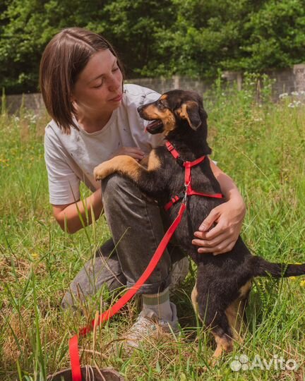 Собака в добрые руки отдам бесплатно