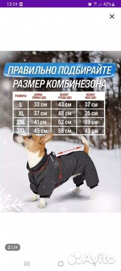 Одежда для собак