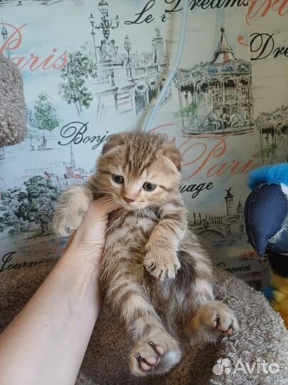 Шотландские котята