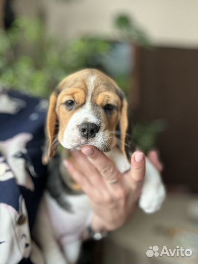 Бигль девочка