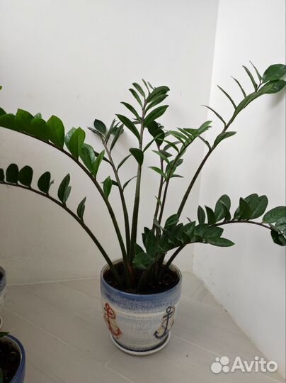 Замиокулькас