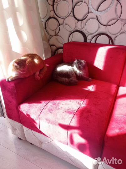 Зооняня/гостиница для животных