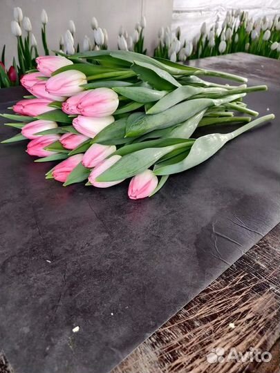 Тюльпаны к 8 марта