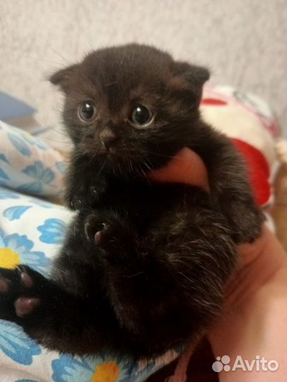 Котята шотландские