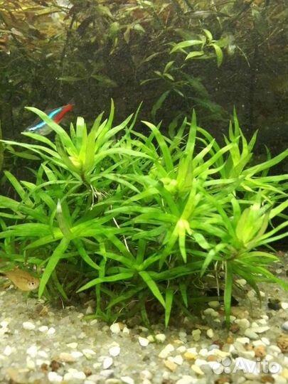 Аквариумные растения