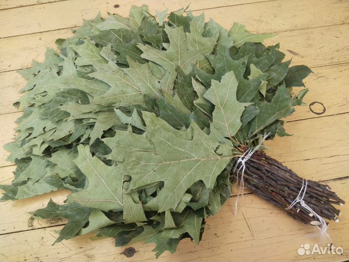 Веники канадский дуб