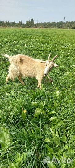 Коза дойная