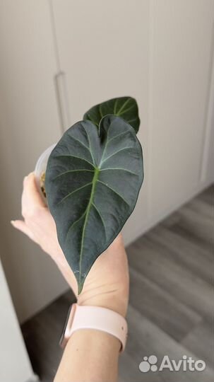 Алоказия регал шилдс