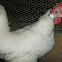 Белые куры несушки с большим гребнем