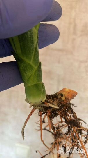 Сансевиерия Футура вариегатная