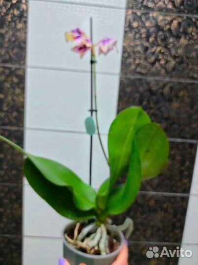 Орхидея фаленопсис