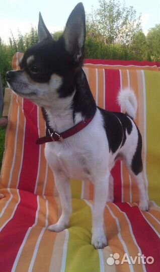 Вязка кобель чихуахуа