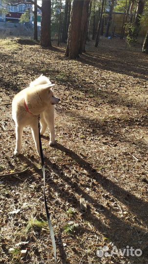 Акита ину вязка