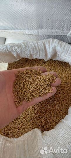 Семена козлятник