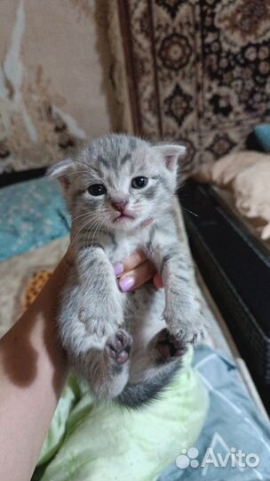 Шотландская вислоухая