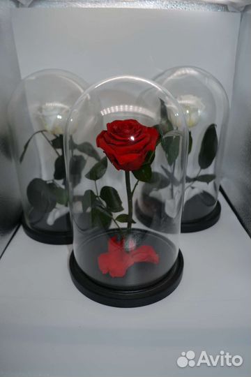 Вечная роза в колбе