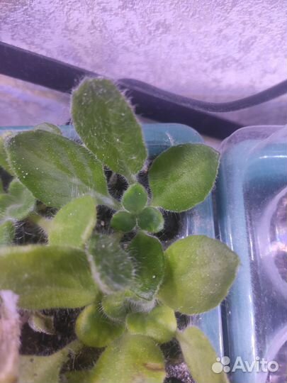 Примулина (хирита) природник