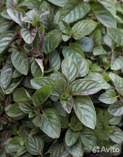 Мята разных сортов, мелисса, дущица