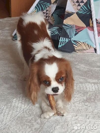 Бычий корень оптом. Ниже рынка