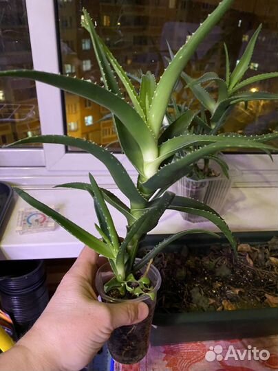 Алоэ древовидное два вида