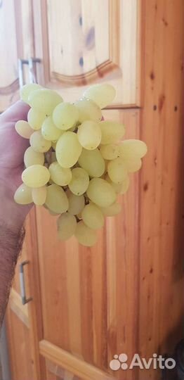 Саженцы винограда