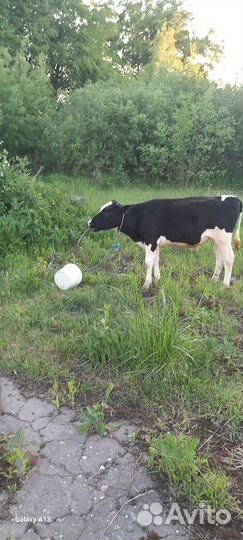 Телята бычки 9 месяц