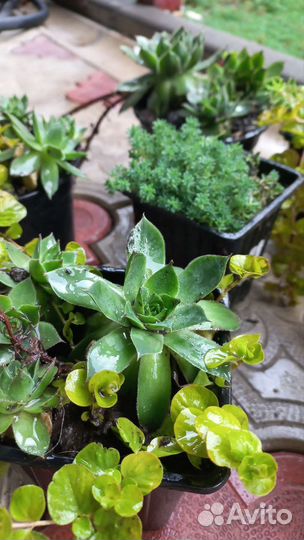 Роза каменная (молодило),очиток,живучка