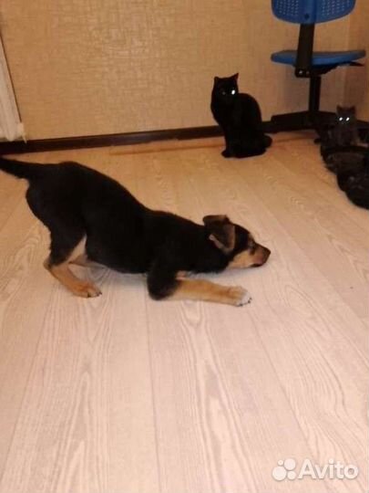 Мальчик, 2 мес