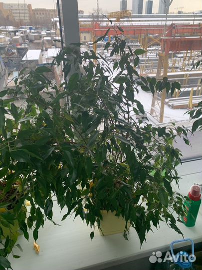 Фикус бенджамина