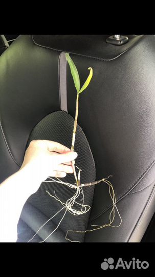 Фаленопсис орхидея дендробиум филодендрон