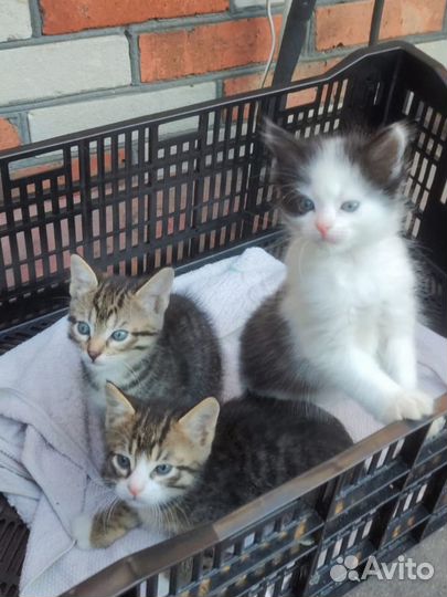 Котята в добрые руки
