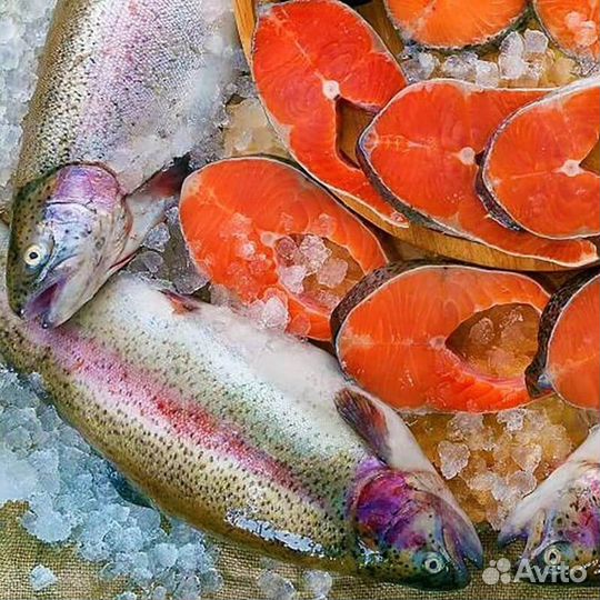 Живая рыба форель радужная