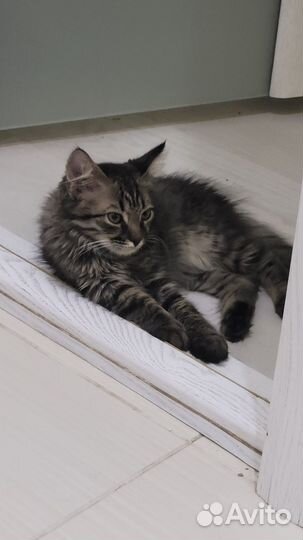 Кошка в дар бесплатно