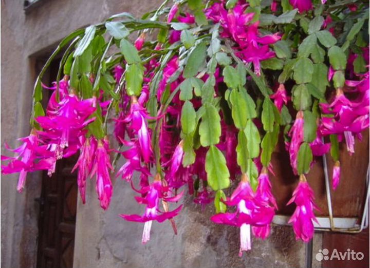 Декабрист шлюмбергера