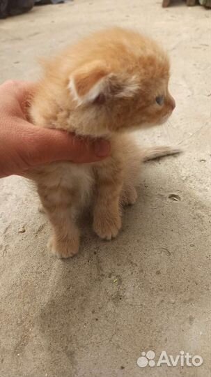 Котенок девочка в добрые руки