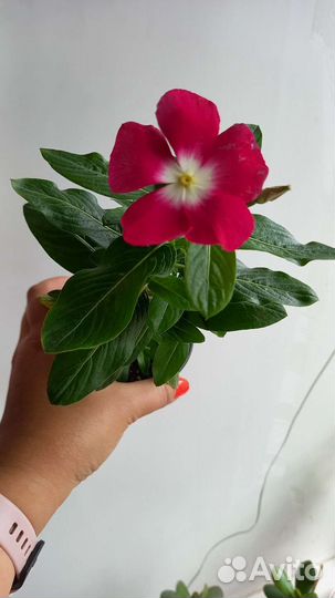 Комнатные цветок Катарантус