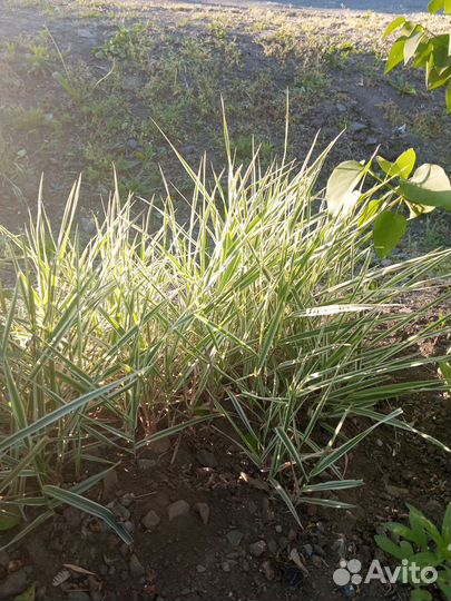 Декоративная травка