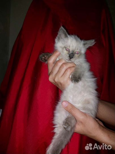 Кошки