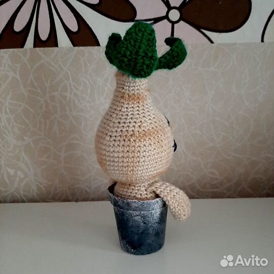 Мандрагора