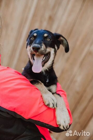 Щенок в добрые руки